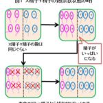 精子の数を調節